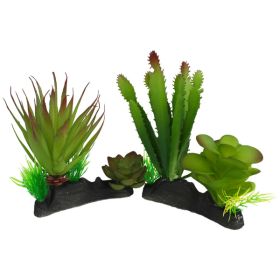 Komodo Cactus Succulent Plant 1ea-One Size