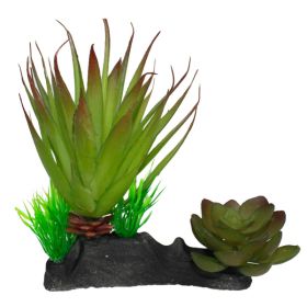 Komodo Succulent Plant 1ea-One Size