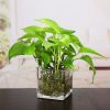 Transparent Glass Square Glass Vase Square Cylinder Fangkou Square Succulent Flower Pot Home Decoration Put Hydroponic Vase