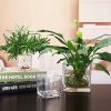 Transparent Glass Square Glass Vase Square Cylinder Fangkou Square Succulent Flower Pot Home Decoration Put Hydroponic Vase